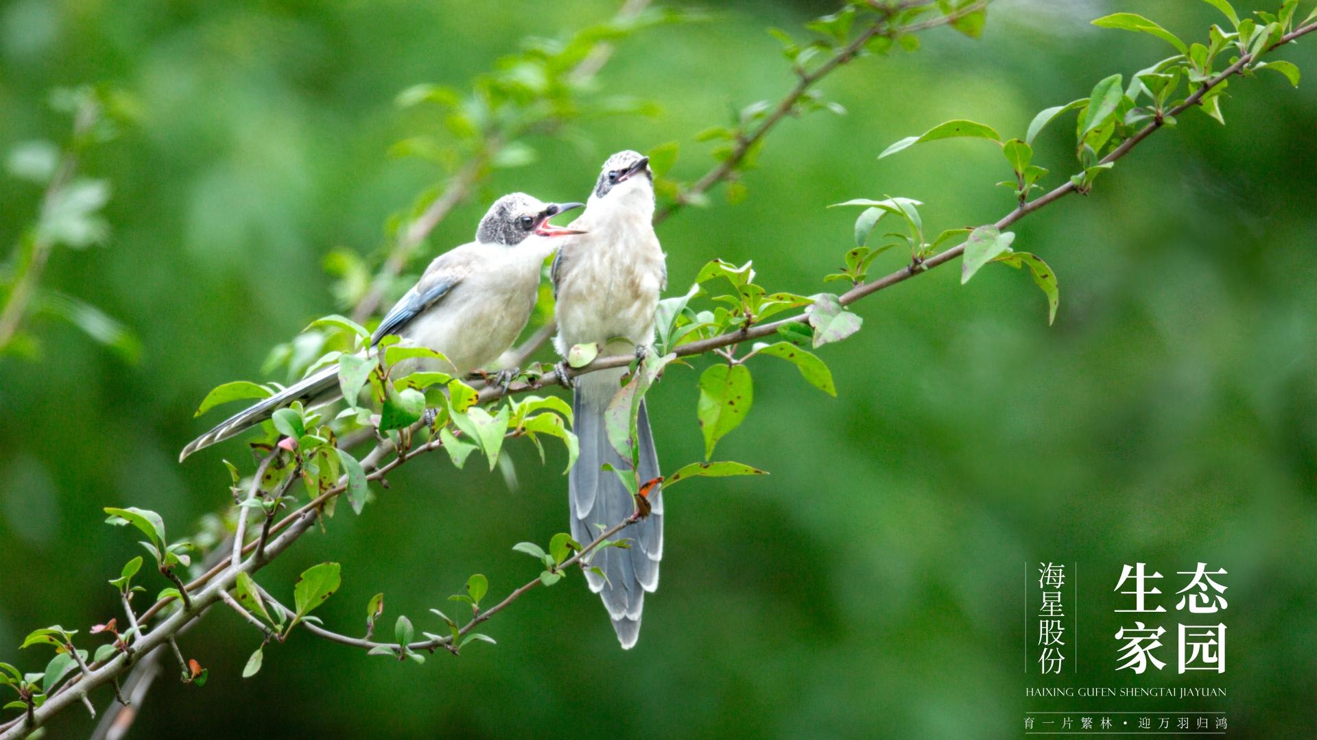 海星第30期摄影展 | 生态家园鸟类图鉴